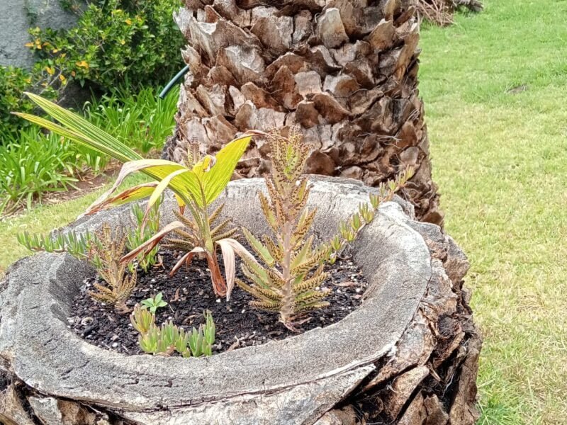 Serviços de Jardinagem por Toni